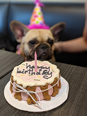 Frenchie 1st Birthday Party 